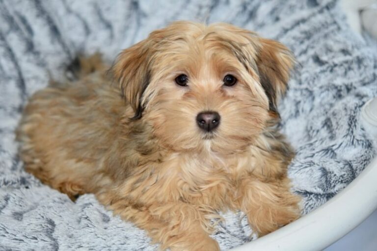 10 Dog Breeds That Are The Best At Cuddling On Rainy
Days