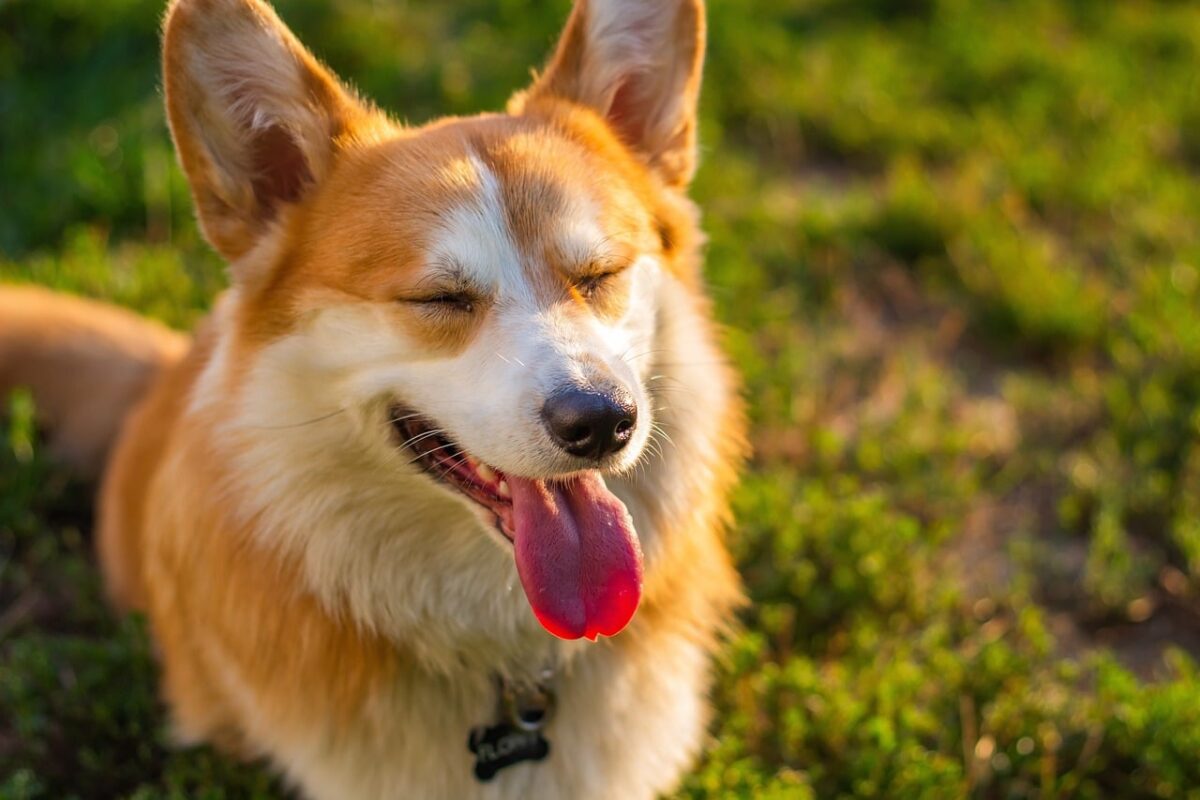 11 Dog Breeds Who Are The Most Gentle With The
Elderly