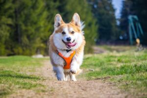 11 Most Intelligent Small Dog Breeds