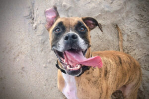 12 Dog Breeds With The Most Playful Personalities