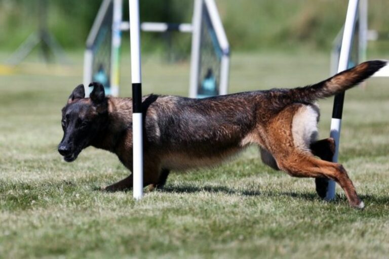 12 Most Agile Dog Breeds