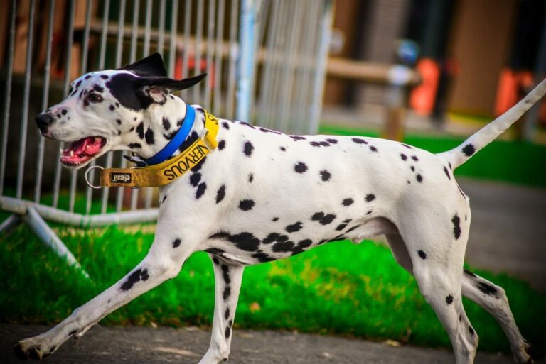 12 Most Colorful Dog Breeds