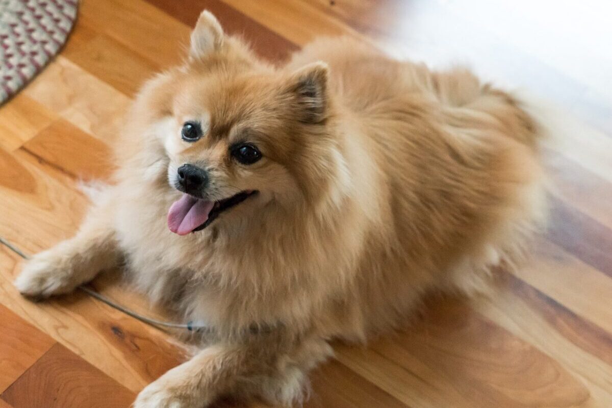 7 Dog Breeds That Could Double As Teddy Bears