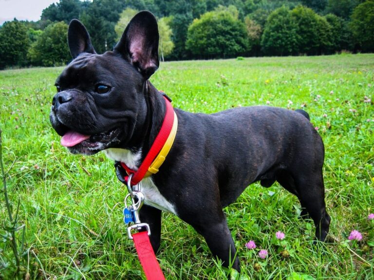 7 Dog Breeds That Require The Least Exercise