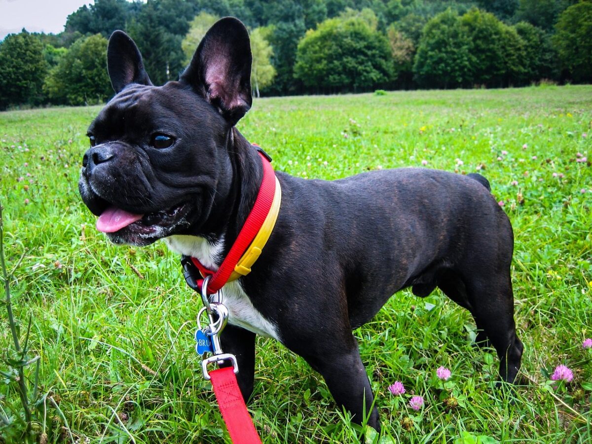 7 Dog Breeds That Require The Least Exercise