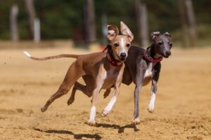 8 Dog Breeds with Unexpected Superpowers