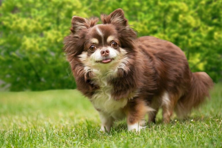 9 Best Low-Energy Dog Breeds for Easygoing Owners