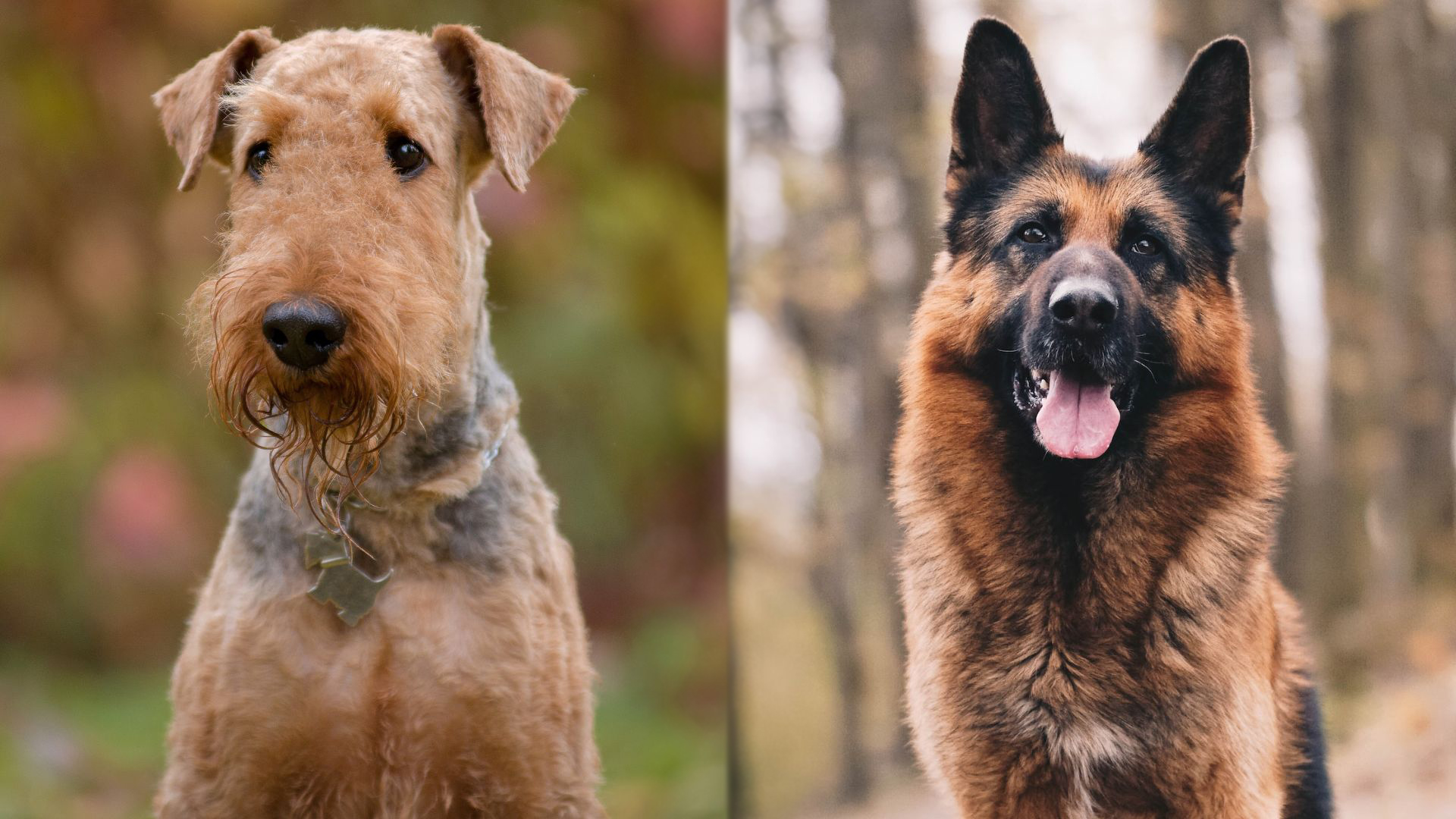 Parent Breeds of Airedale Shepherd