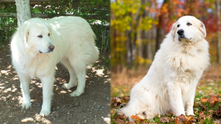 Akbash Pyrenees (Akbash &amp; Great Pyreness Mix): Info,
Pictures, Care &amp; More
