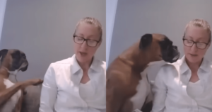 Boxer’s ‘Interruptions’ Bring Chaos to Mom’s Teaching
Lessons