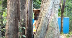 Guy Works to Bond With Skittish Puppies, But They Keep Their
Distance