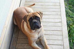 How Long Should My Bullmastiff Sleep?