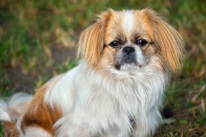 How Long Should My Pekingese Sleep?