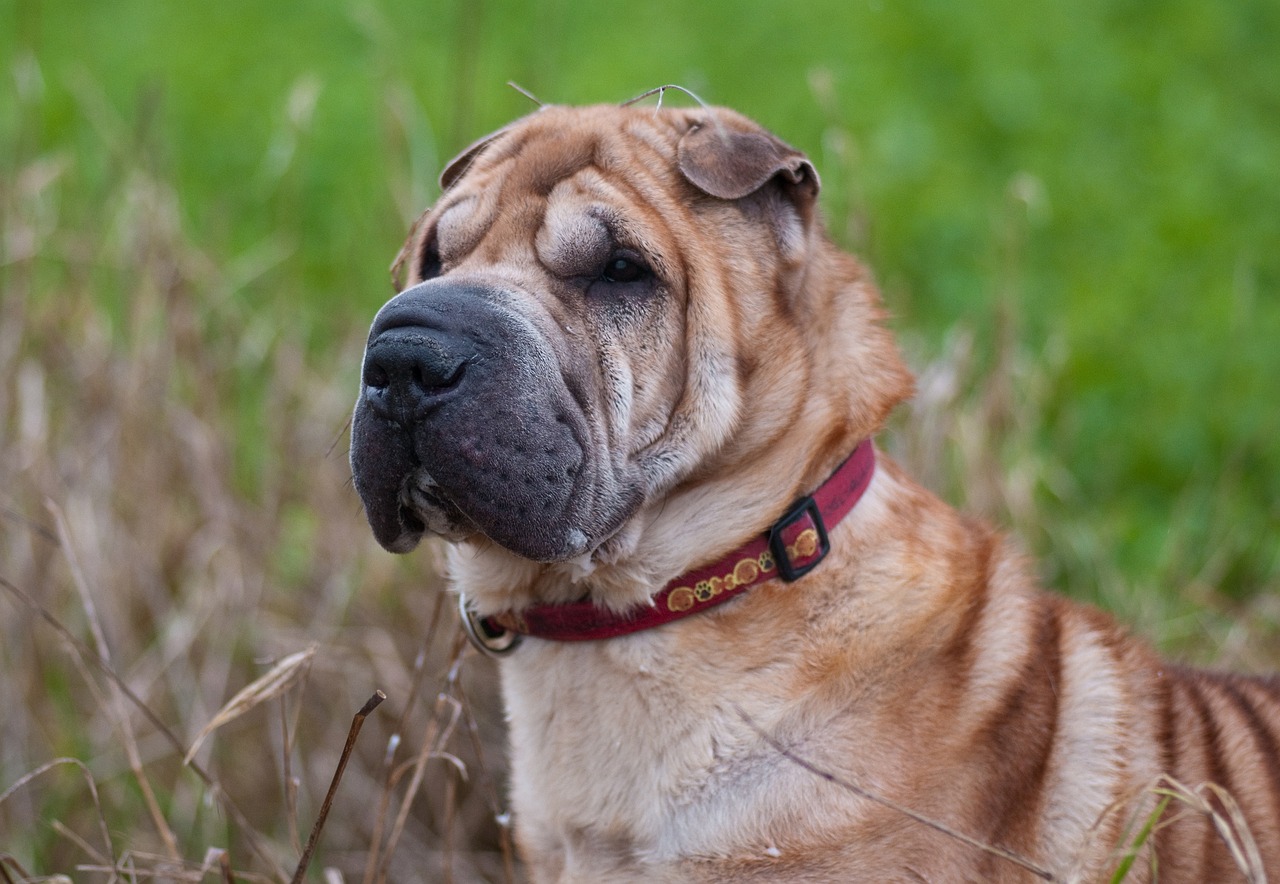 How Long Should My Shar Pei Sleep?