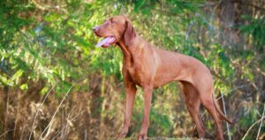 How Long Should My Vizsla Sleep?
