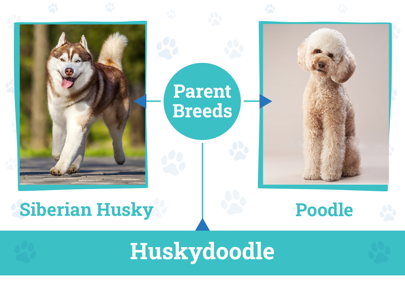 Huskydoodle (Husky & Poodle Mix): Info, Pictures,
Care Guide & More