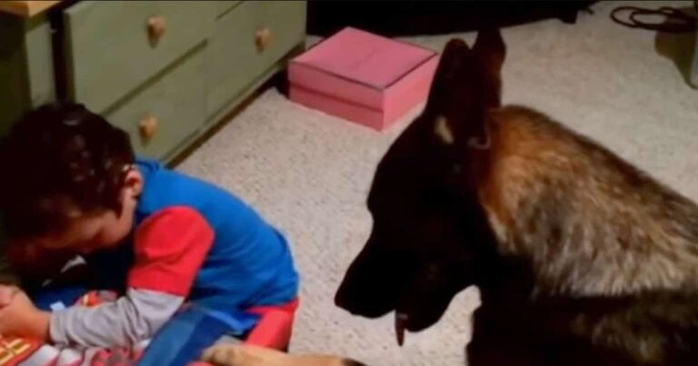 Loyal German Shepherd Tucks In His Little Boy Every
Night
