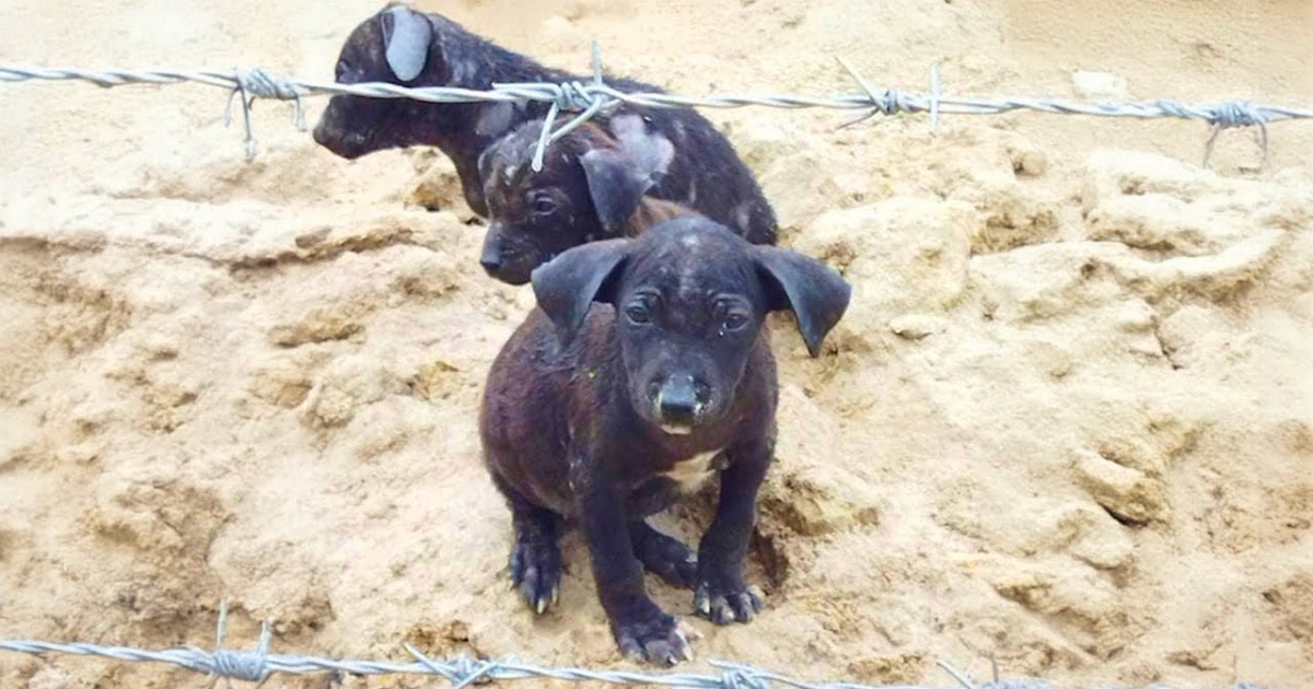 Puppies Left To Perish Find People Who Care, But Run When
Doubts Set In