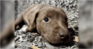 Puppy Yearned For Someone To Chase Away The Fear