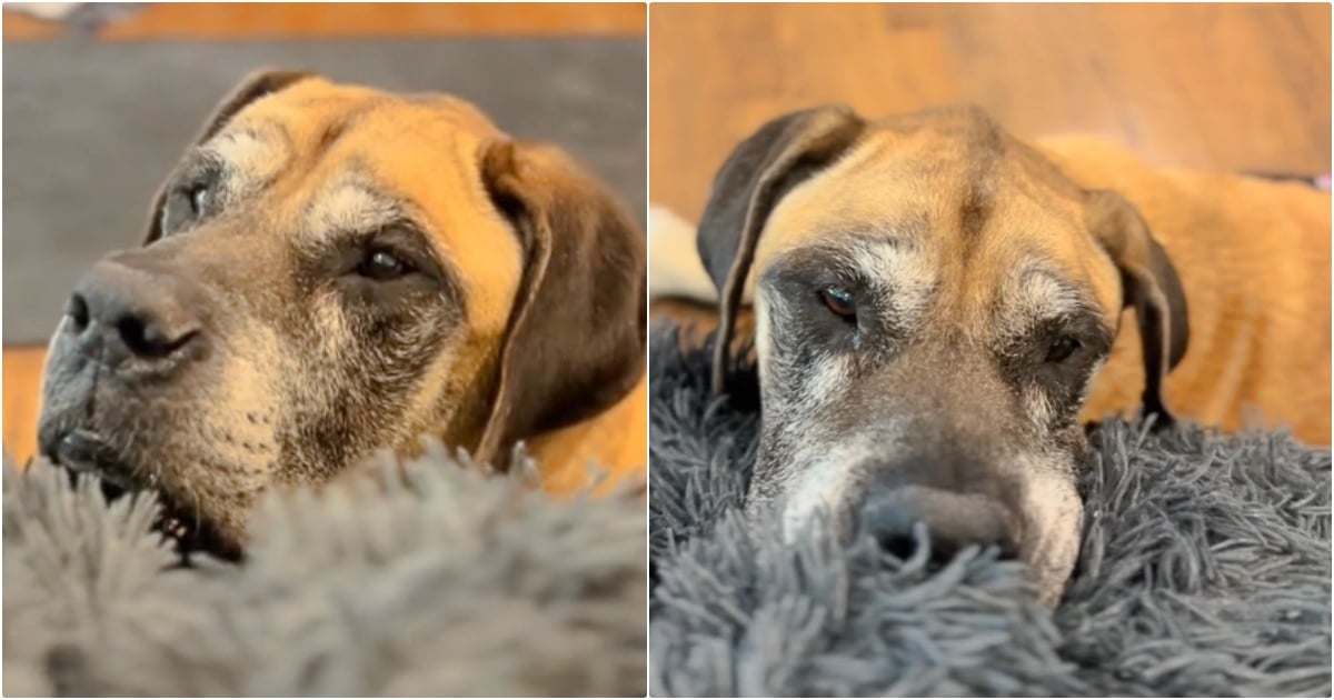 Siblings Think They Found Their Long-Lost Childhood
Dog