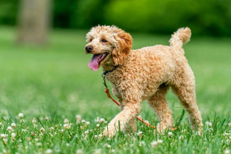 The Top 15 Least Smelly Breeds
