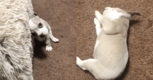 Tiny Puppy in Recovery ‘Captures’ Thousands of Hearts with
Her Adorable Rolls to the Shelter Bed