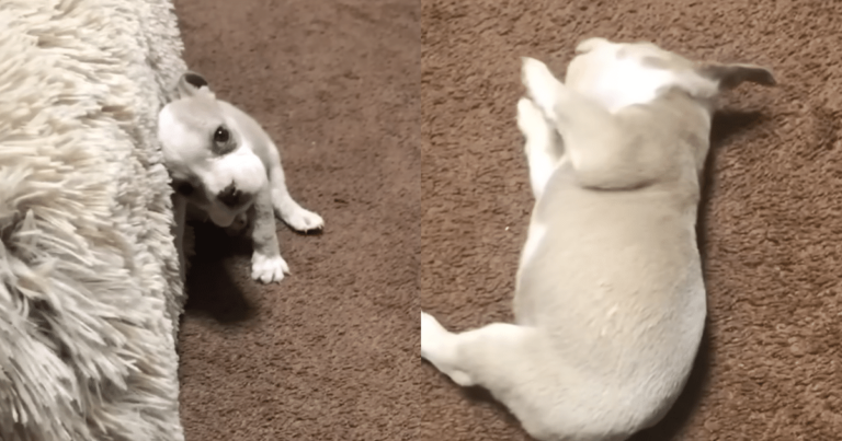 Tiny Puppy in Recovery ‘Captures’ Thousands of Hearts with
Her Adorable Rolls to the Shelter Bed