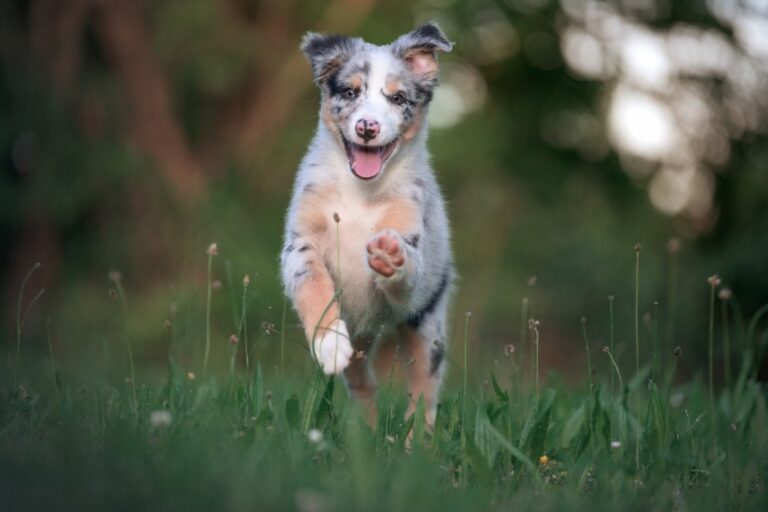 Top 10 Dog Breeds for Fitness Enthusiasts