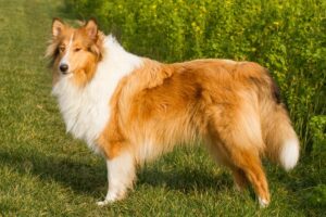 Top 12 Dog Breeds That Provide Comfort and Care