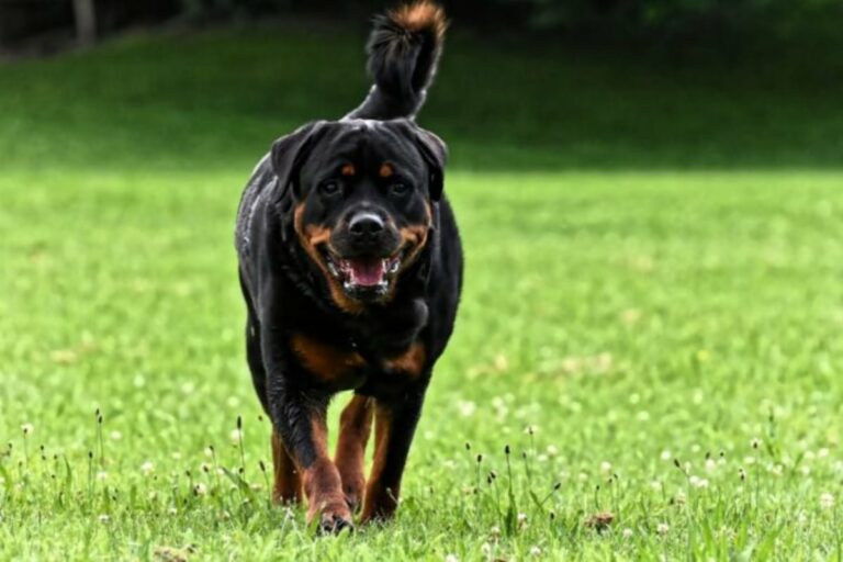 Top 15 Best Protector Breeds