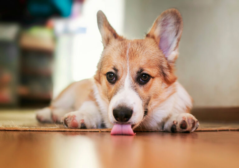Why Do Dogs Lick the Floor? 10 Vet-Verified Reasons
&amp; When to Be Concerned