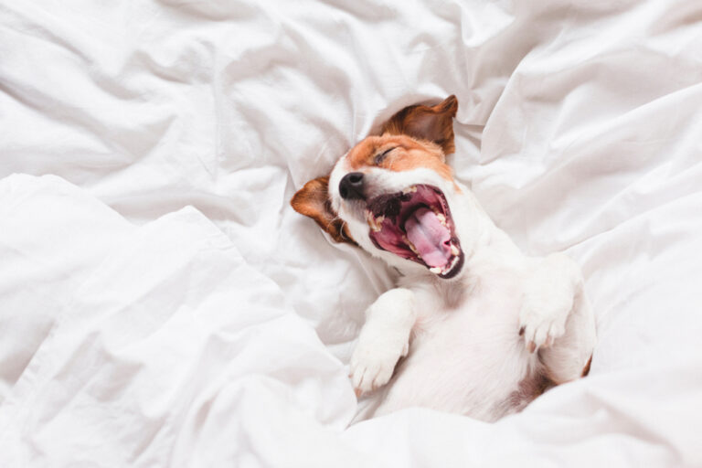 Why Does My Dog Bark in His Sleep? Imagining Their Dreams
(Vet-Reviewed)