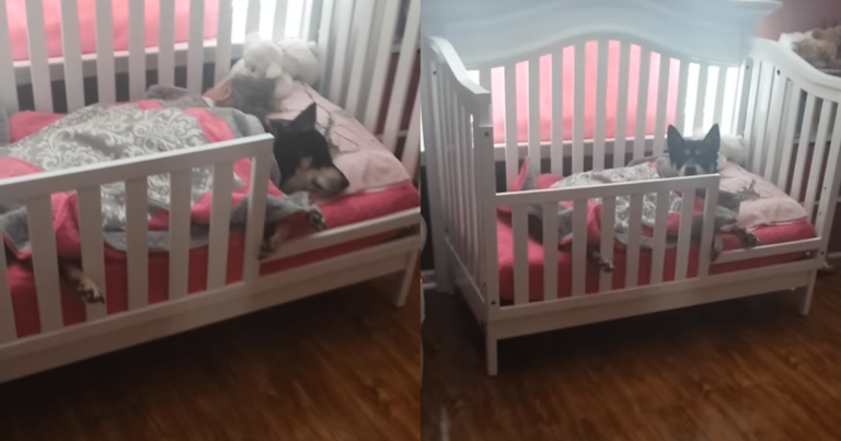 Woman Discovers Rescue Dog Snuggled Up with Toddler During
Check-In