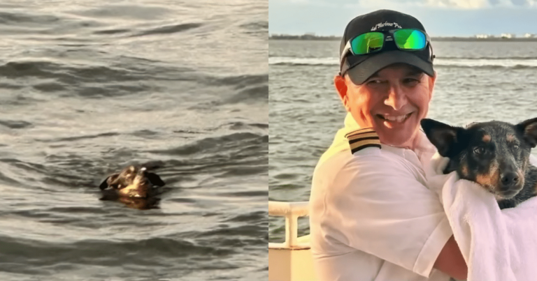 Yacht Crew Rescues Dog Spotted in Water During Dinner
Cruise