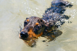 a dachshund dog swimming outdoors