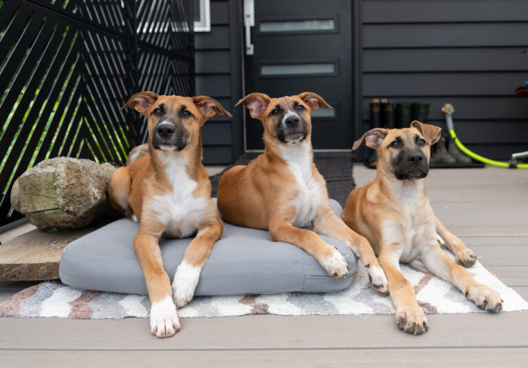How Old Is 3 in Dog Years? Vet-Approved Guide to Each Size
of Dog