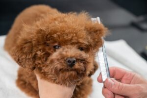Woman combing a toy poodle