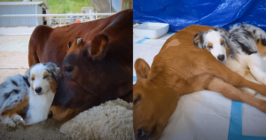 Sick Baby Cow Left Alone Until Caring Dog Comes to the
Rescue