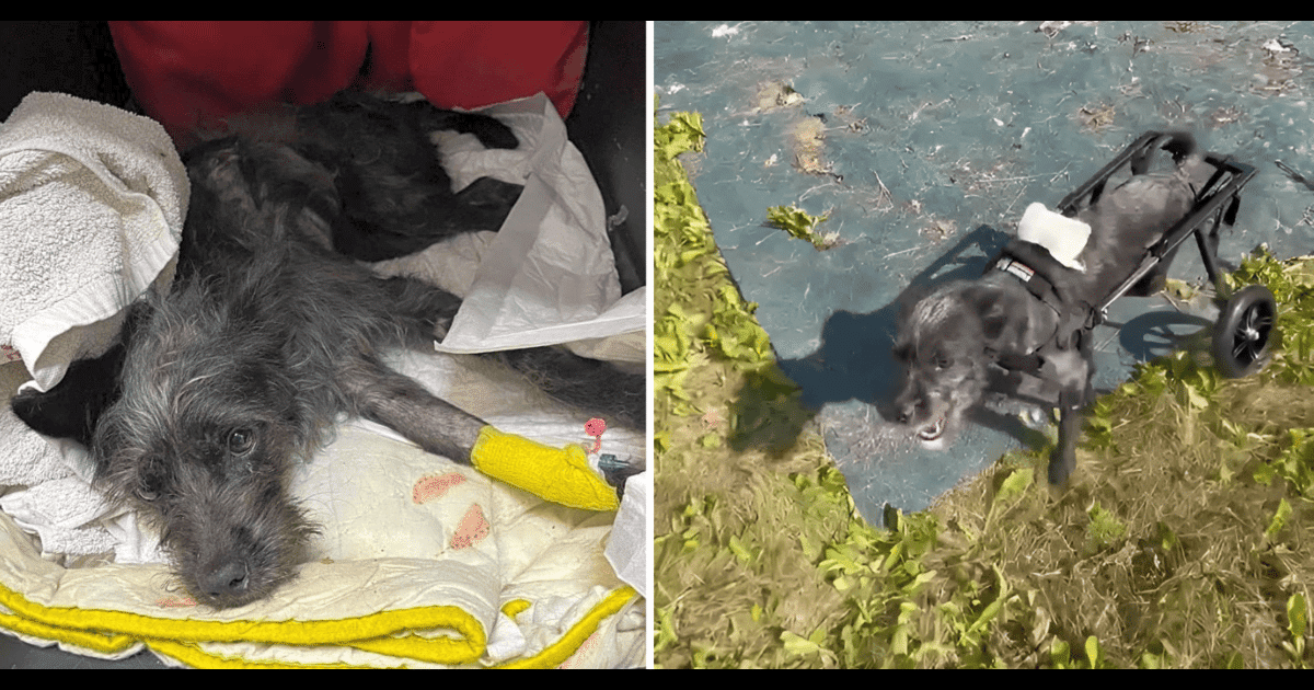 Your Dontions Helped Valerik Triumph Over Abuse &
Learn To ‘Walk’ Again