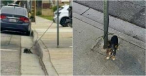 ‘Scruffy Puppy’ Fended Off Coyotes While Waiting To Be
Found
