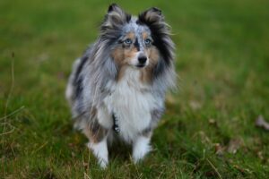 12 Mysteries of Dog Genetics That Shape Their Unique
Looks