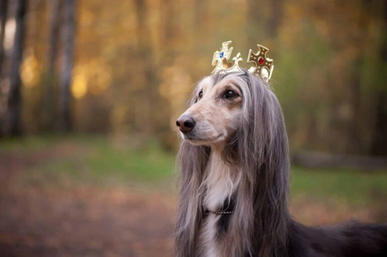 15 Dog Breeds That Treat You Like Royalty (No Throne
Required)