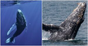 Humans Have 20-Minute ‘Conversation’ With Humpback Whale
Using AI