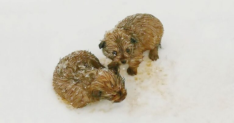 While Walking In -20 Degrees, A Dad And Son Come Across
Shivering Puppies