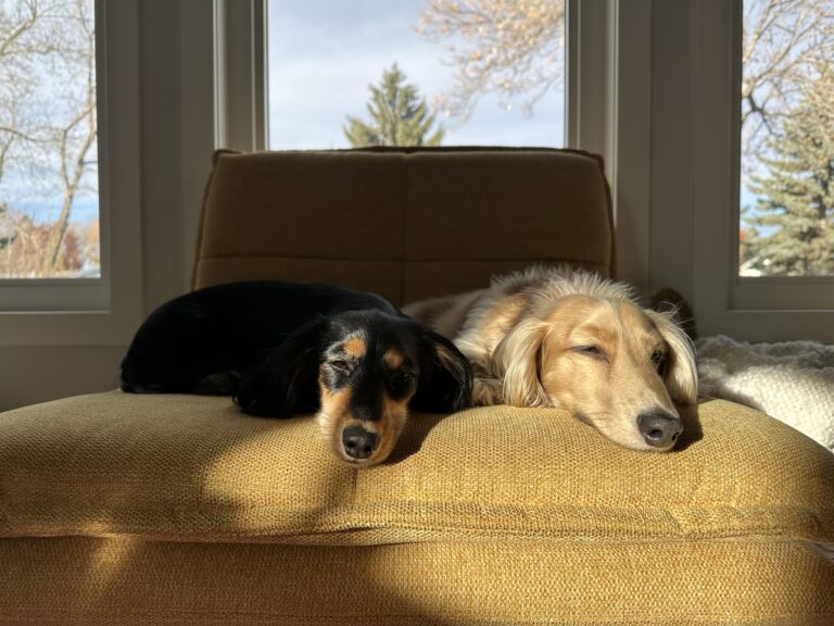 Sausage Party: Adding a Second Dachshund to the Mix