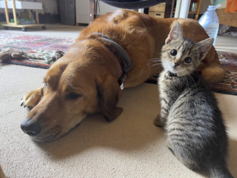 Canine Sleeping Positions: Lava’s Top Five