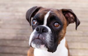 Ultimate 11 Dog Breeds That Will Always Put You
First