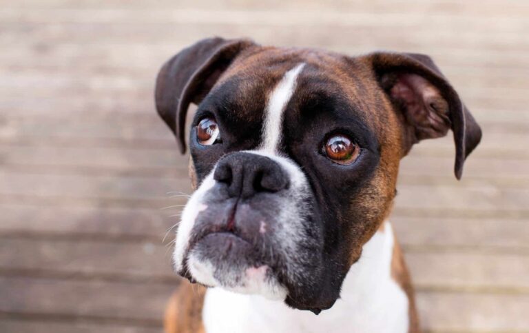 Ultimate 11 Dog Breeds That Will Always Put You
First